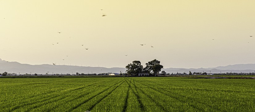 cap de setmana fotogràfic al DELTA&nbsp;D’EBRE