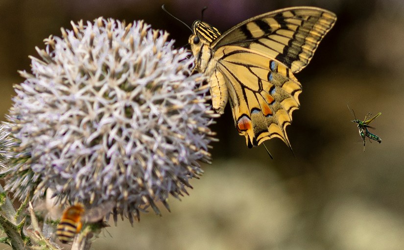 Jardí Botànic a Mont&nbsp;Juïc