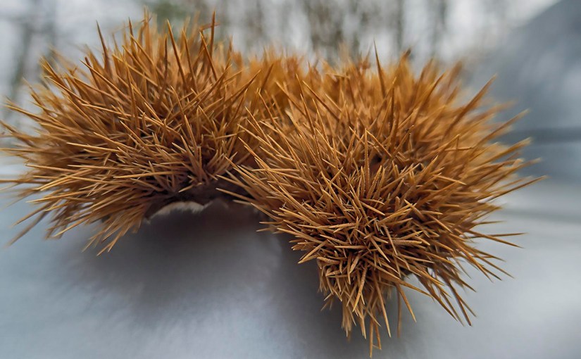 Montseny i el&nbsp;Tardor