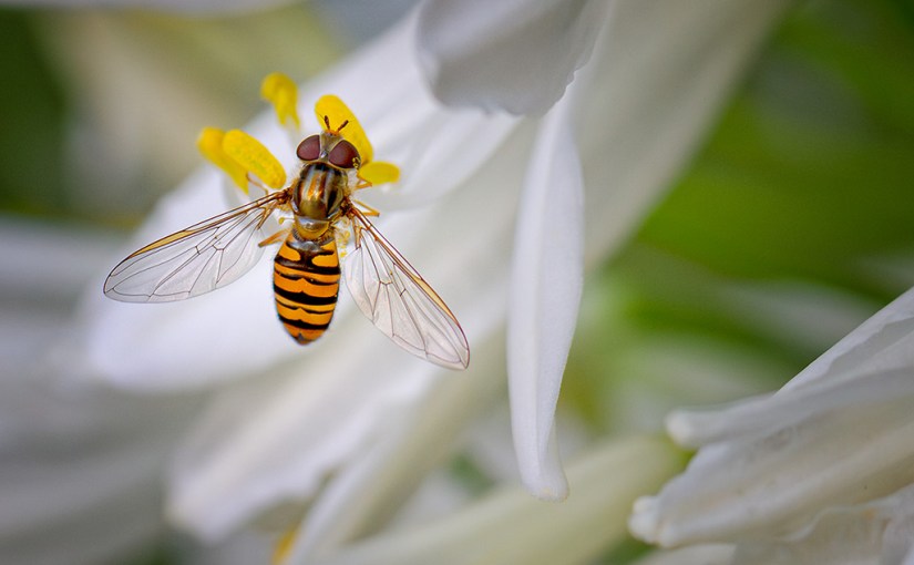 Macro i Fotografia d’Aproximacío