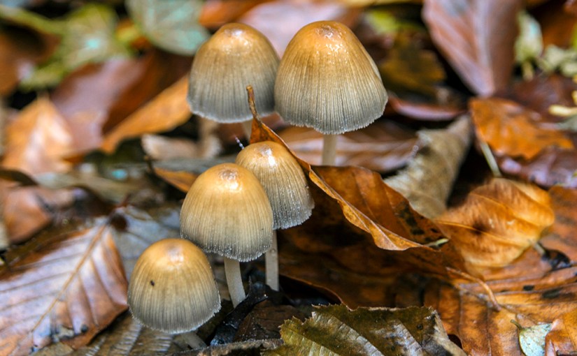 La Tardor / La Fageda d’en Jordà /&nbsp;Montseny
