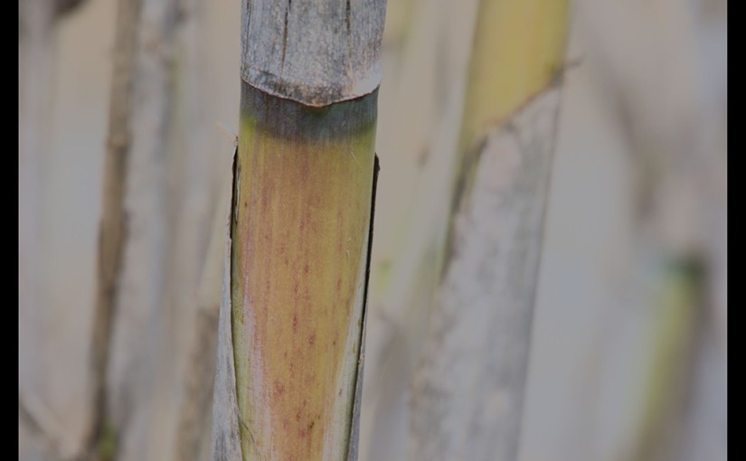 El riu Tordera i El canyó d’en gall&nbsp;(colorado)